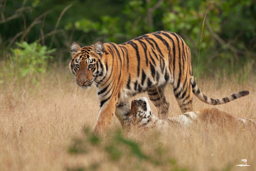 Tiger_Cub_Tadoba