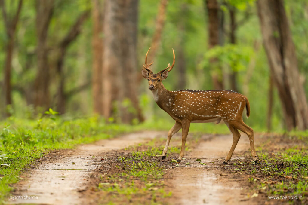 wildlife in kabini 