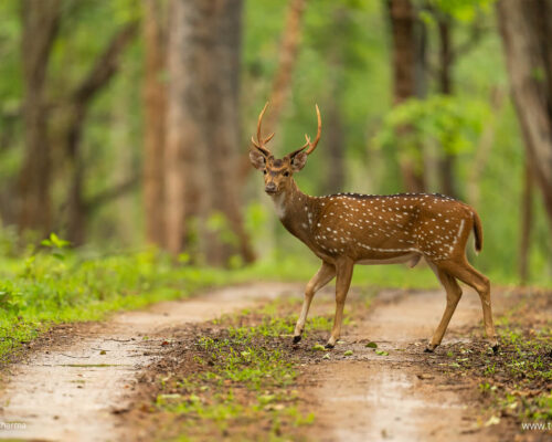 Kabini Wildlife Sanctuary