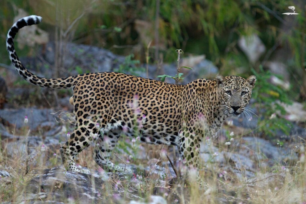 Leopard_Tadoba