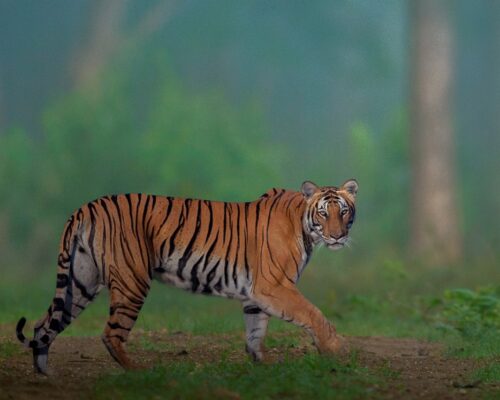 Tigers of Kabini