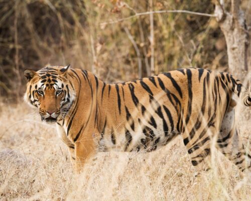 Things to know about Tadoba National Park