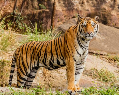Jeep Safari in Kabini