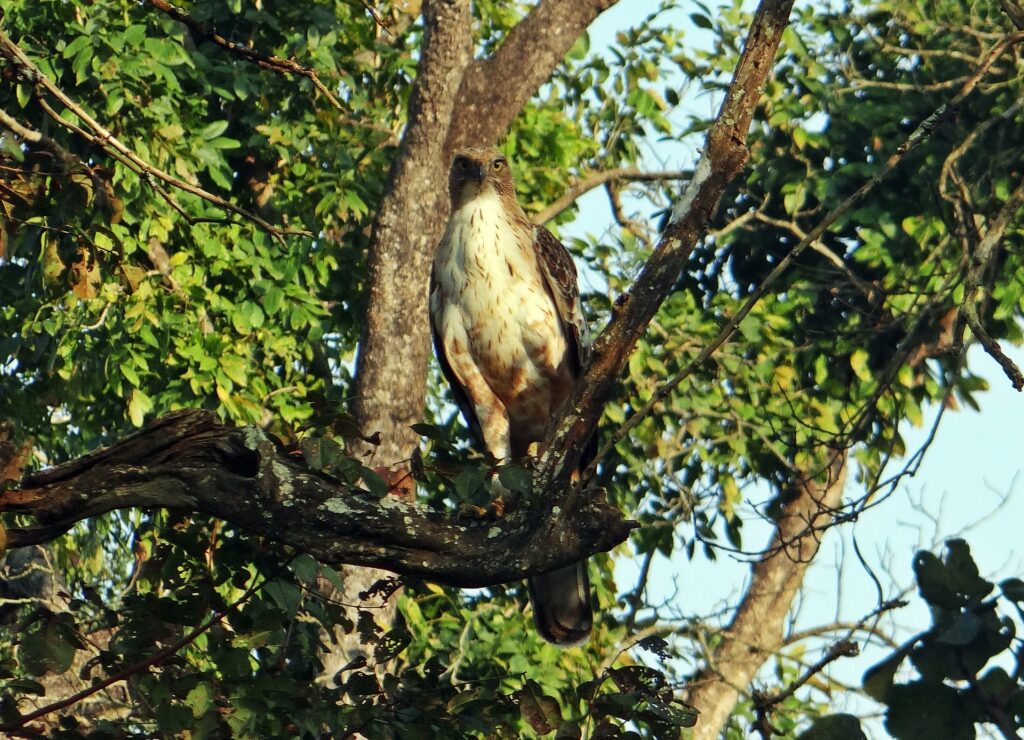 Crested Hawk-Eagle - Red Earth