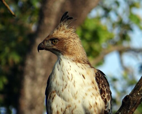 Crested Hawk-Eagle