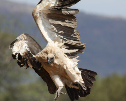 White Rumped Vulture | Birds of Tadoba