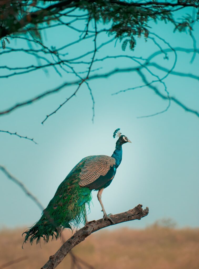 Peacock