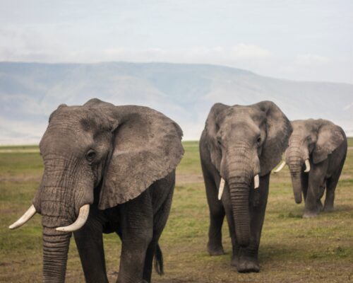 Night Safari in Tadoba