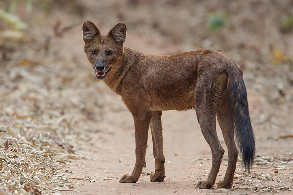 Dholes of Tadoba - Red Earth