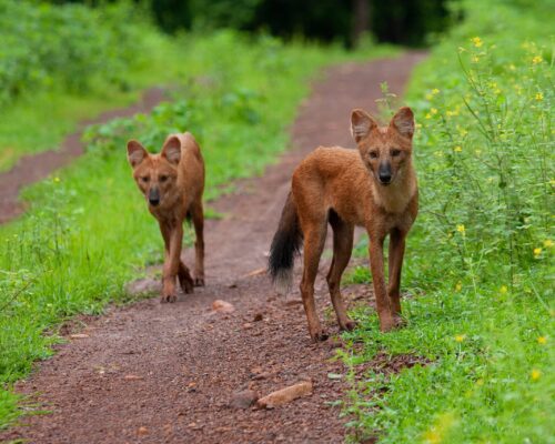 Dholes of Tadoba