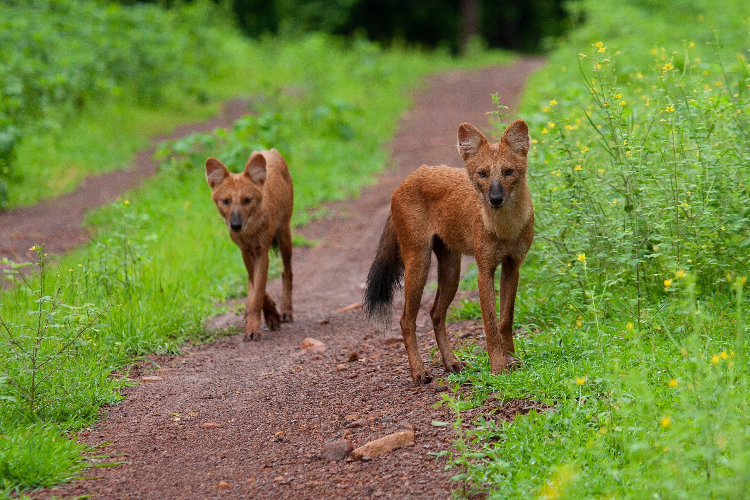 Dholes Of Tadoba Red Earth