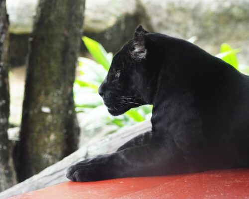 Saya, Black Panther of Kabini