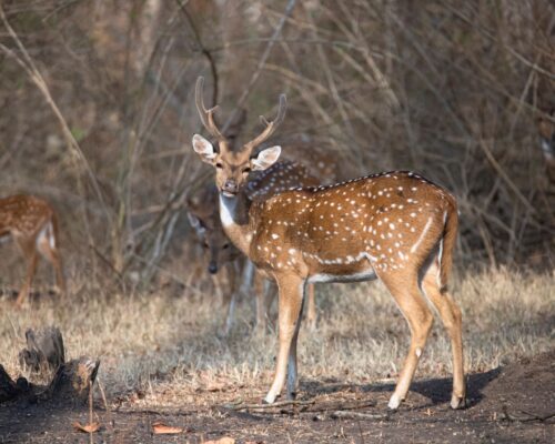 Essential things to know about Tadoba jungle safari