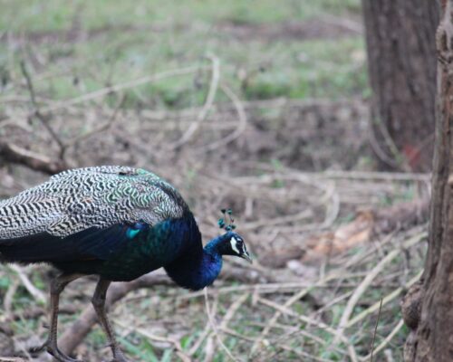 A Travel Guide to Nagarhole National Park