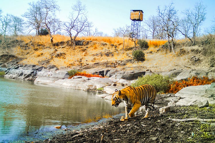 WPSI - Wildlife Protection Society of India - Tiger Reserves Melghat