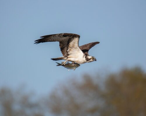 Osprey- A Raptor of Kabini