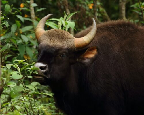    The Gaurs of Tadoba