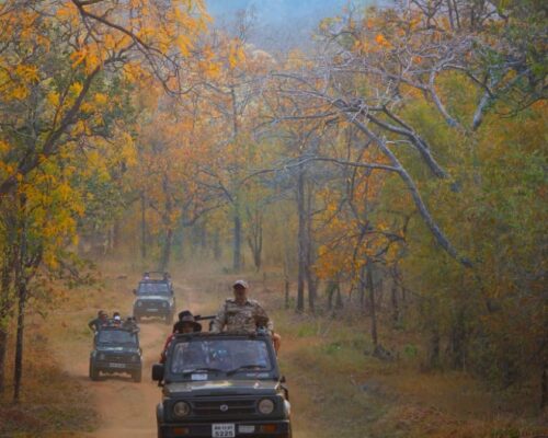 Tadoba Jungle Safari