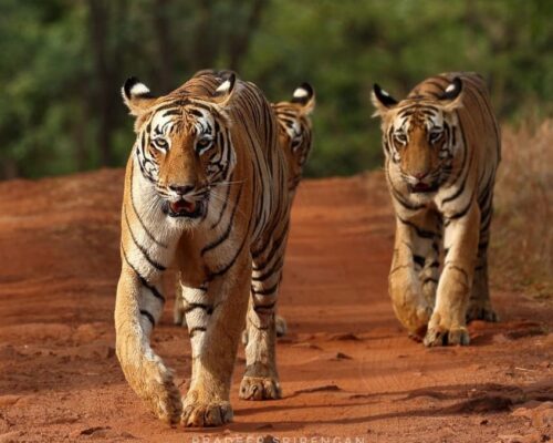 The Queen of Tadoba