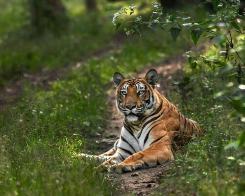 Nagarahole Tiger Reserve Kabini