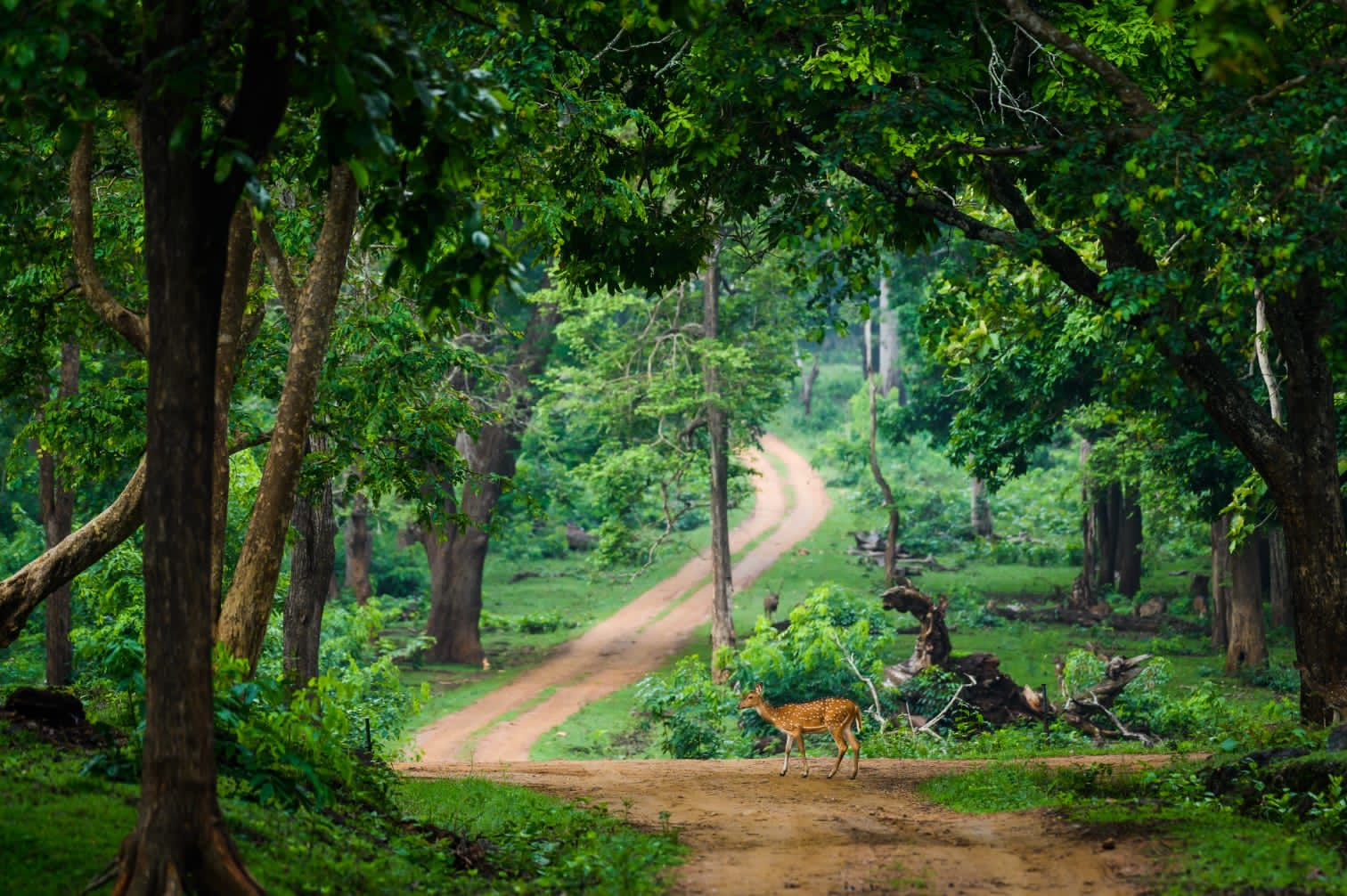 Why Kabini is a must-visit for nature lovers? - Red Earth