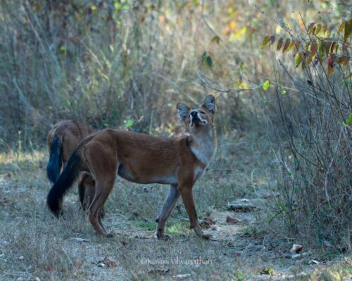 Kavya’s Morning in the Wild