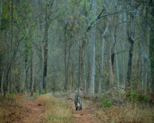 A Sighting Assortment by Kavya