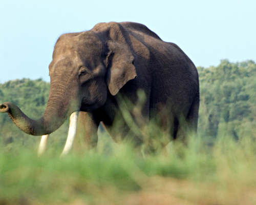 A Tribute To Bhogeshwara