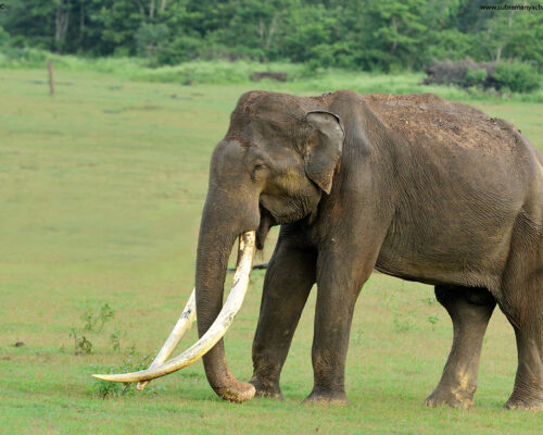 Kabini’s Cynosure – Bhogeshwara