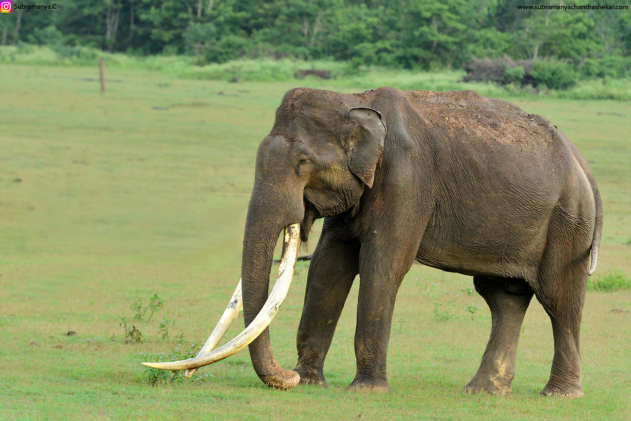 Kabini’s Cynosure - Bhogeshwara - Red Earth