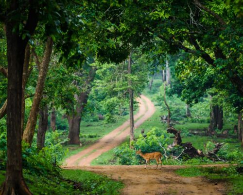 Deforestation and Wildlife in India