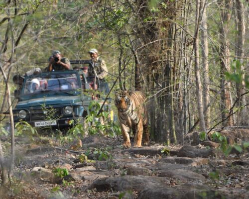 Tadoba Andhari Tiger Reserve: Exploring the Wild Side of Maharashtra