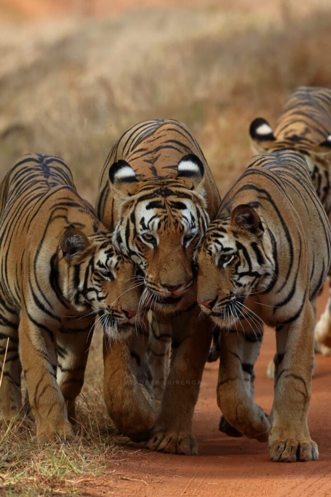 Tadoba Andhari Tiger Reserve - Wikipedia