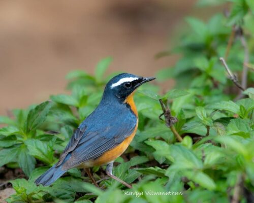 Indian Blue Robin – The joy of sighting a lifer at Tadoba