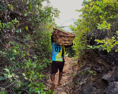 Kari Ishad Mango – a seasonal speciality found around Red Earth Resort in Gokarna