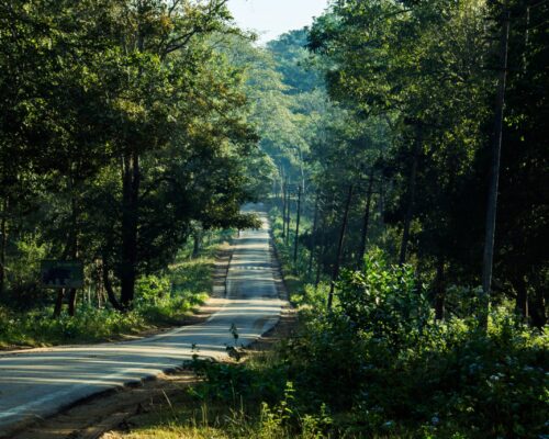 Exploring Tribal Life in Kabini: A Journey into Tradition