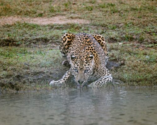 Kabini: A Photographer’s Paradise