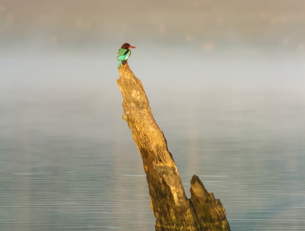 things to do in kabini