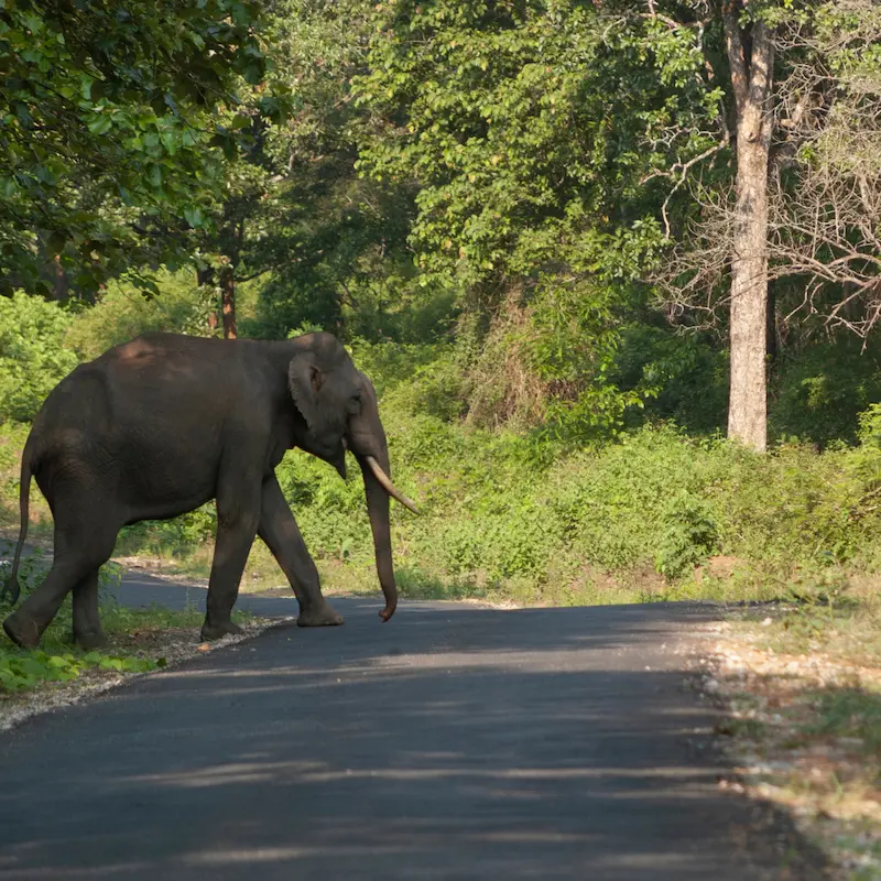 Eco-Tourism and Conservation - Resort in kabini
