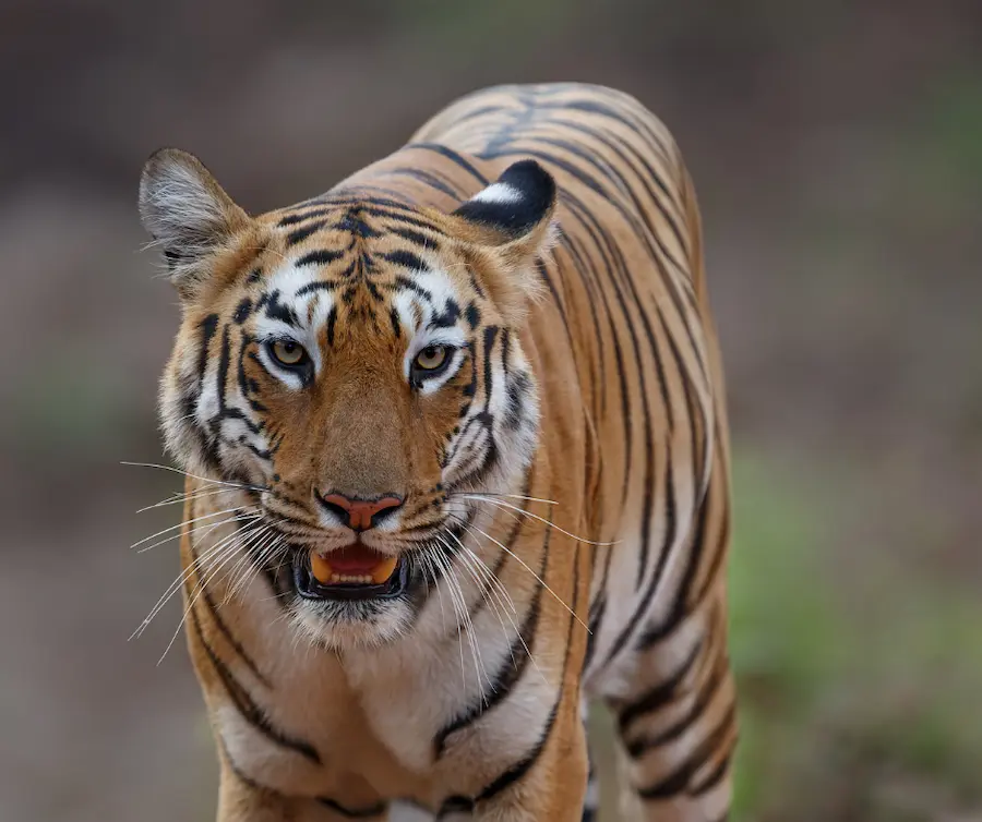 Tiger Spotted in Tadoba- Resort in tadoba 