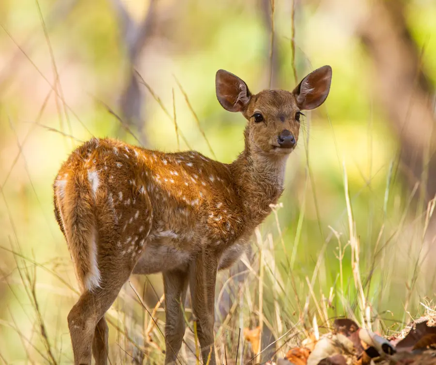 safari spotting in tadoba - resort in tadoba 