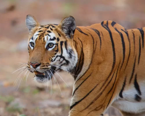 Tigers of Tadoba: A Journey into the Realm of the Royal Predator