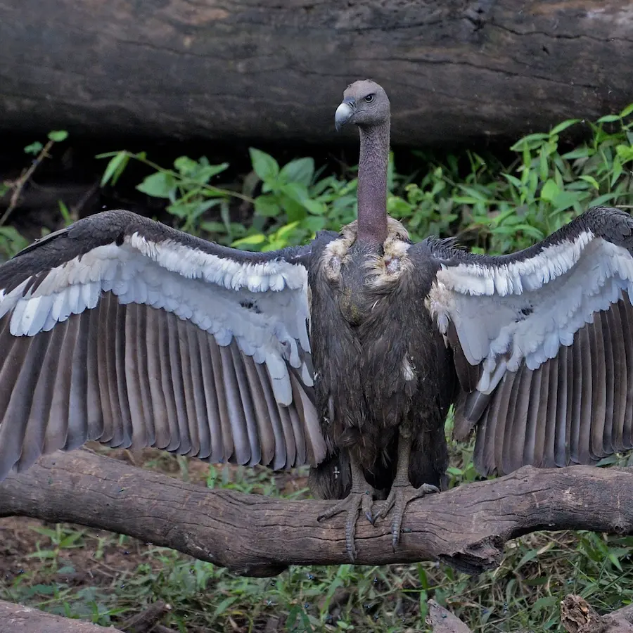 things to do in kabini