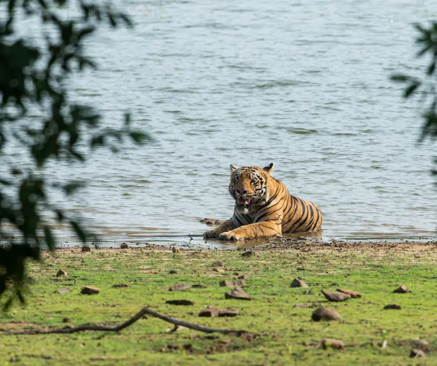 Tiger Spotted in Tadoba