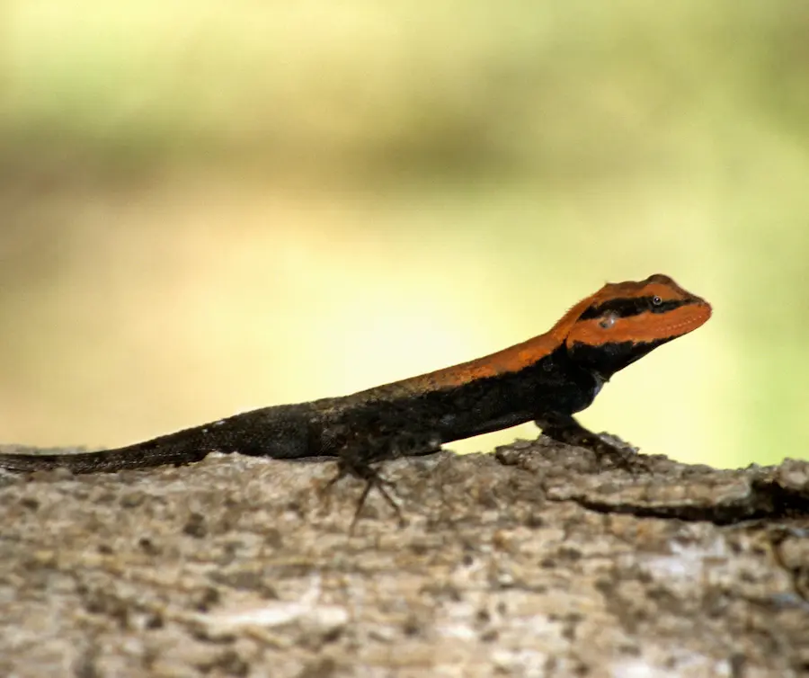 Reptiles in Tadoba 