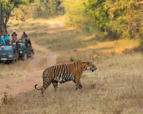 Tadoba Uncovered: An Immersive Expose of India’s Wildest Secret
