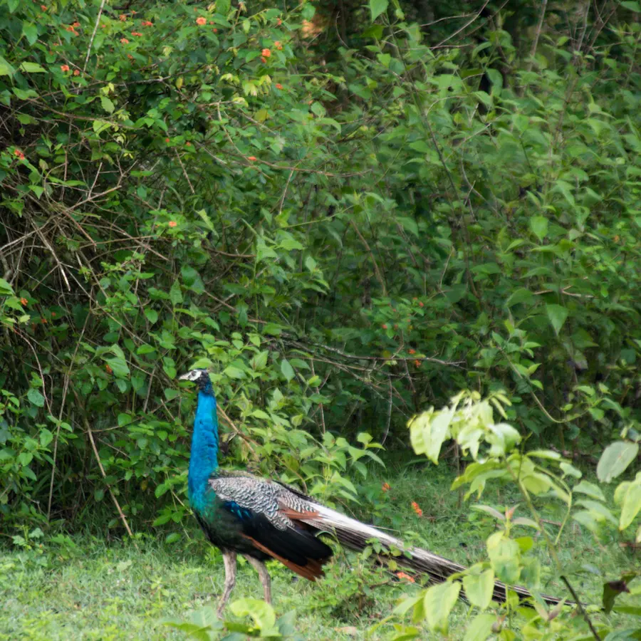 bird watching at a resort in kabini