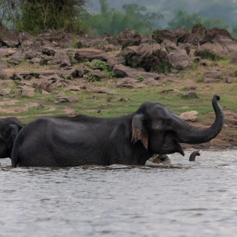 witness elephants in kabini while staying at a resort in kabini
