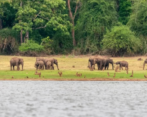 Why a Kabini River Safari Should Be on Your Bucket List: Exploring Nature’s Marvels