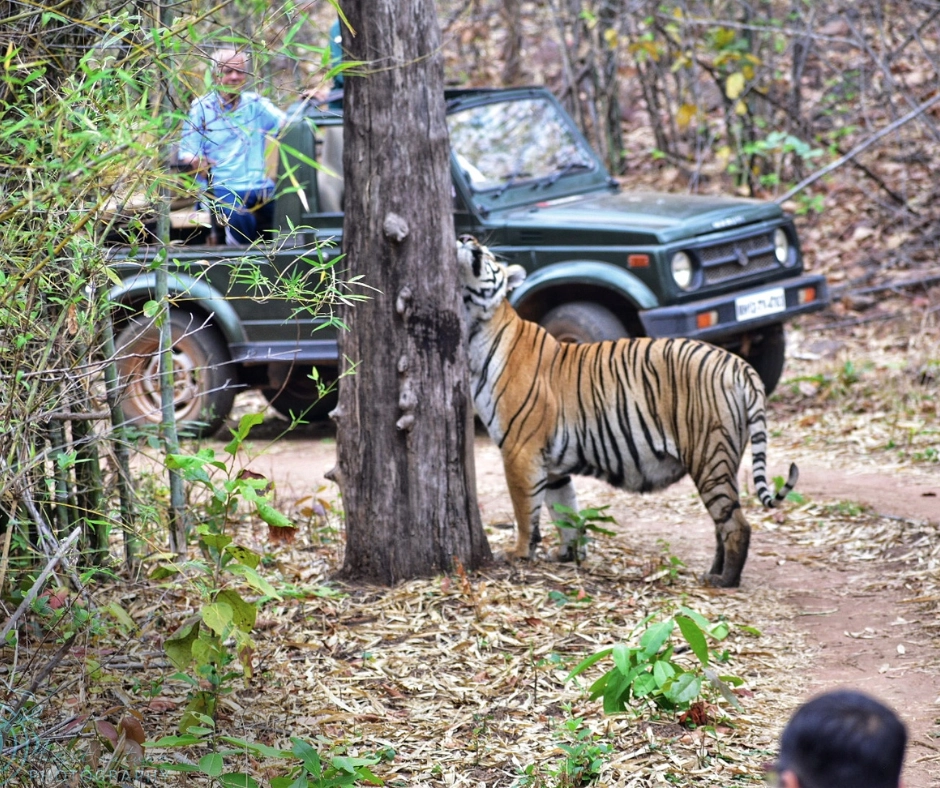 Safari adventures in Tadoba